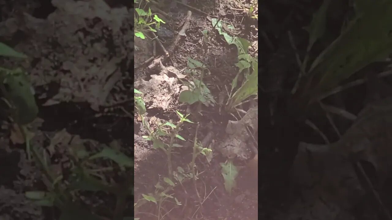 Halloween soon #shorts