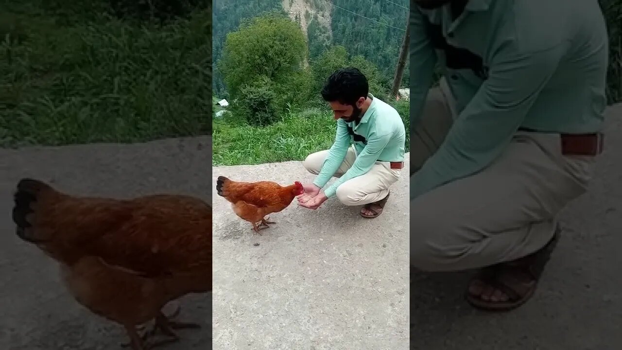 A Hen Feeding #shorts #shortsvideo #like #viral #subscribe #share #viralshorts #short #ytshort