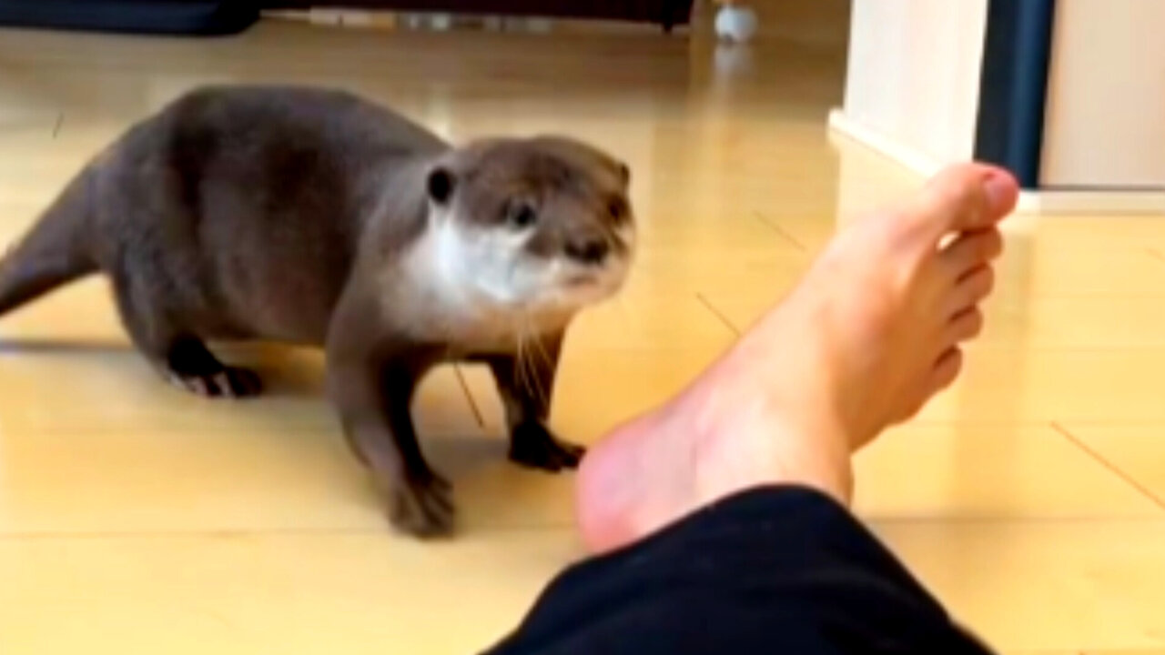 Beavers and others were playing with cats that were too high in the air.