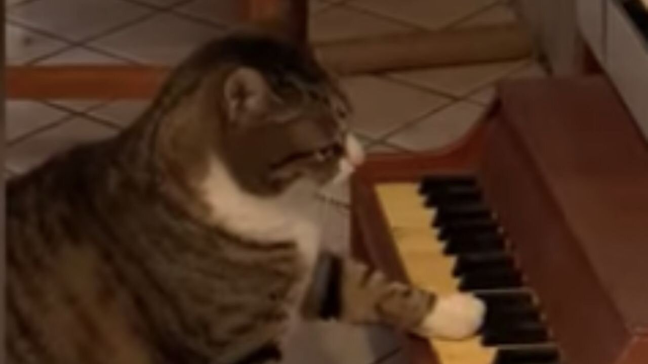 CAT PLAYING THE PIANO🎹 😮😮😮