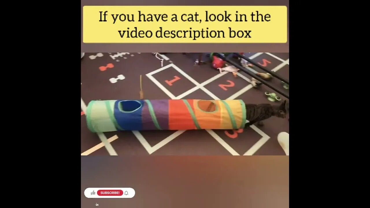 cute cat videos 😹 funny videos 😂147