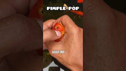 PIMPLE POPPER GOLDFISH EDITION #fancygoldfish #ranchu #pimplepopper #pondfish #goldfish