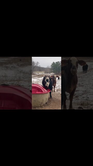 A little protein for breakfast! #lickwheel #cattle #farm #ranch #farmlife #ranchlife #howmanylicks