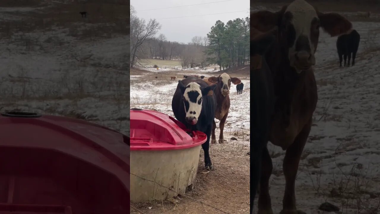 A little protein for breakfast! #lickwheel #cattle #farm #ranch #farmlife #ranchlife #howmanylicks