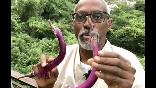 Harvesting My First Chinese Eggplant!