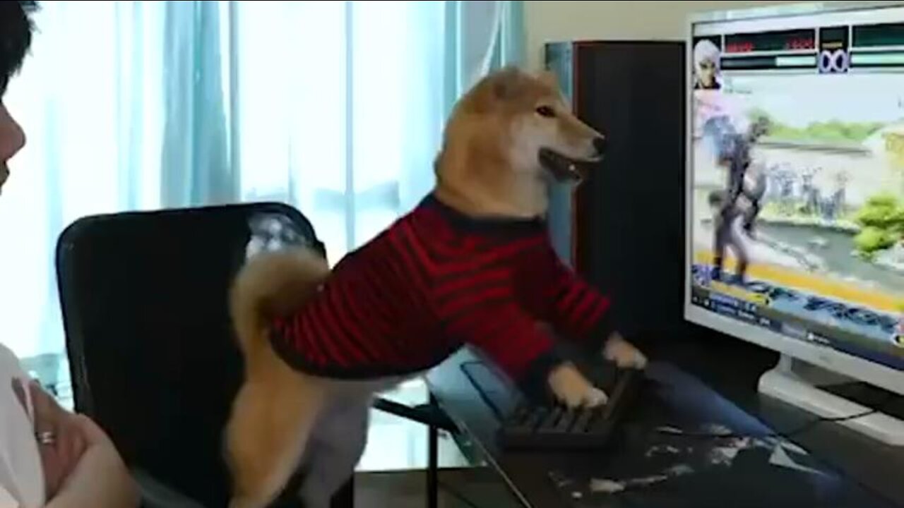 dog playing video game on pc #dog