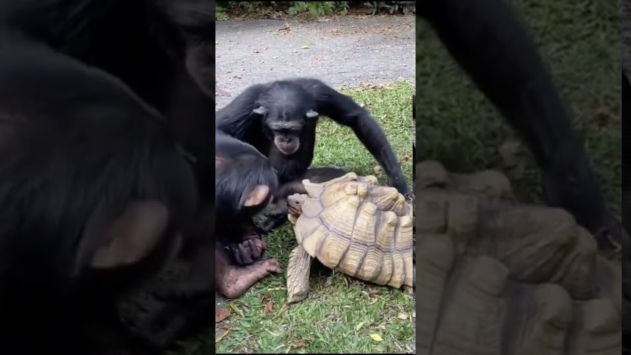 Monkey with turtle 🥰