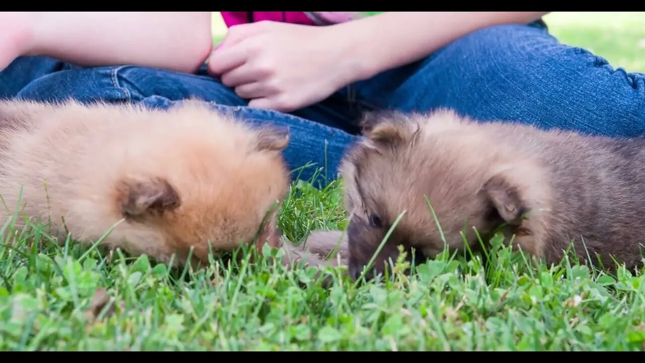 Two chow chow puppies laying in grass together