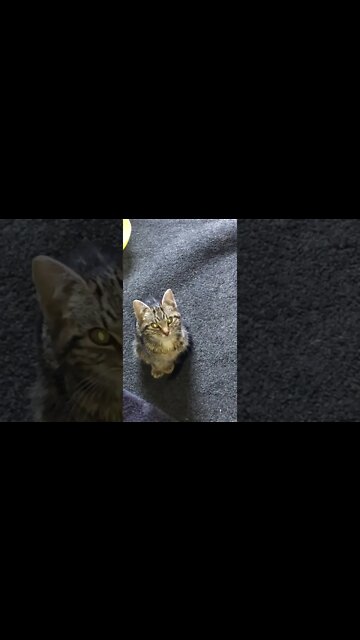 Meet Puff the feral kitten we found in our car engine. As light as a puff of wind.