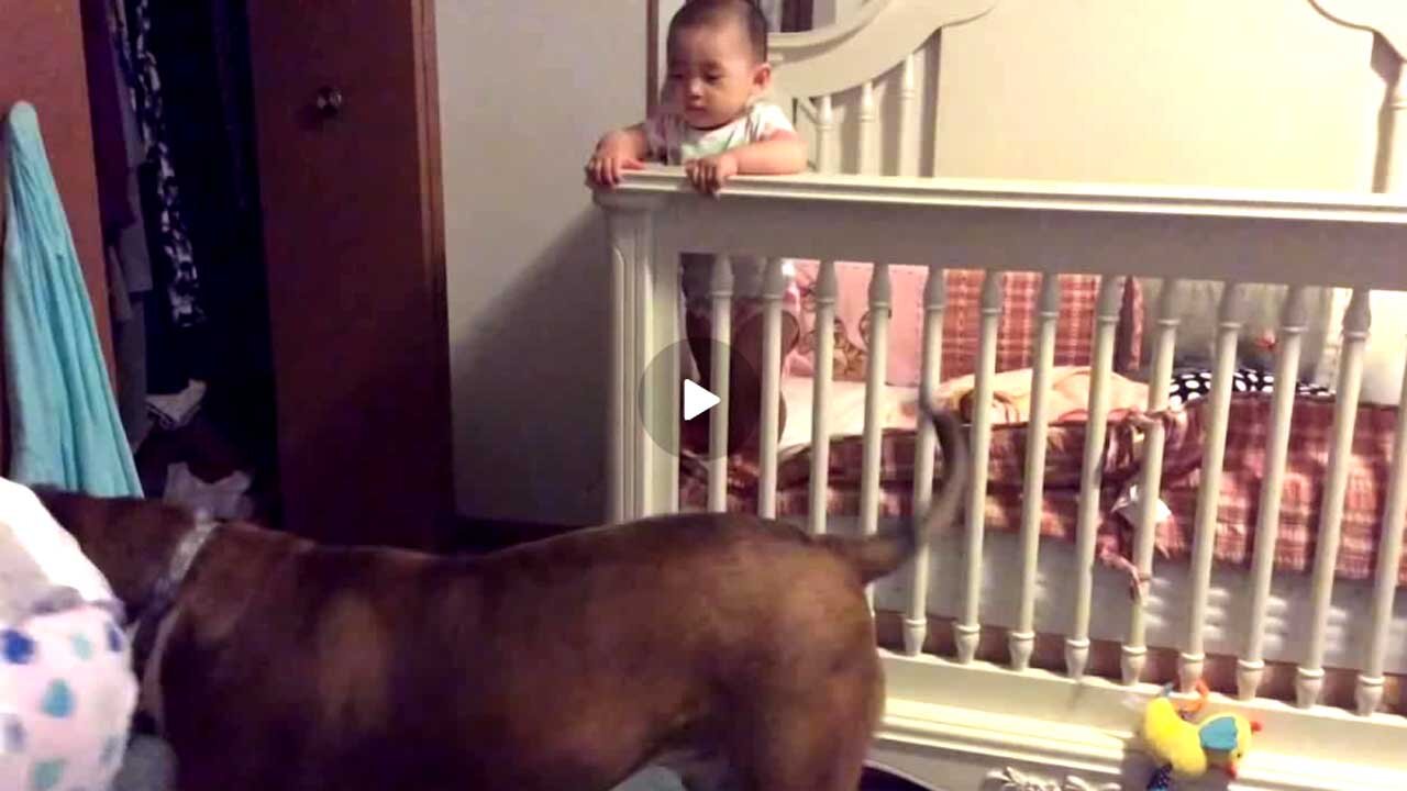 Dog Protects Baby From 'Angry' Mother During Training, viral videos,dog protection security, Cute