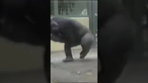 #funny#monkey#shorts