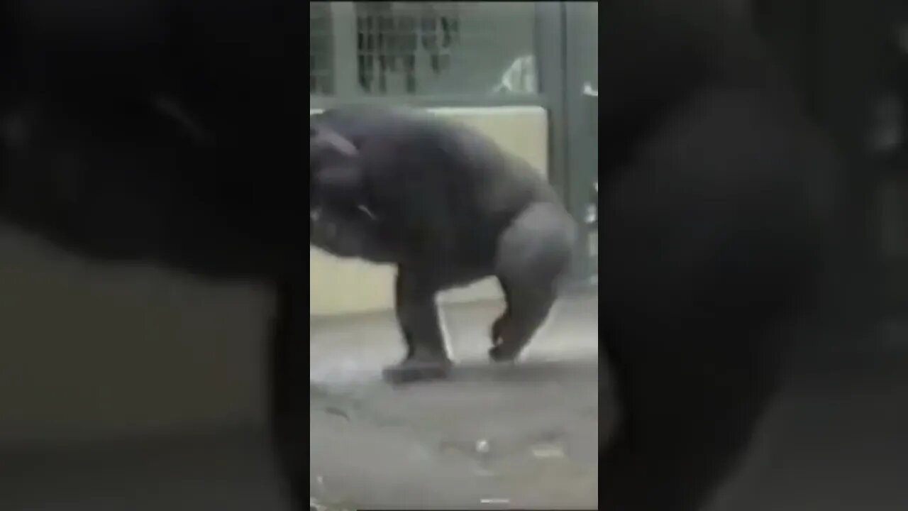 #funny#monkey#shorts