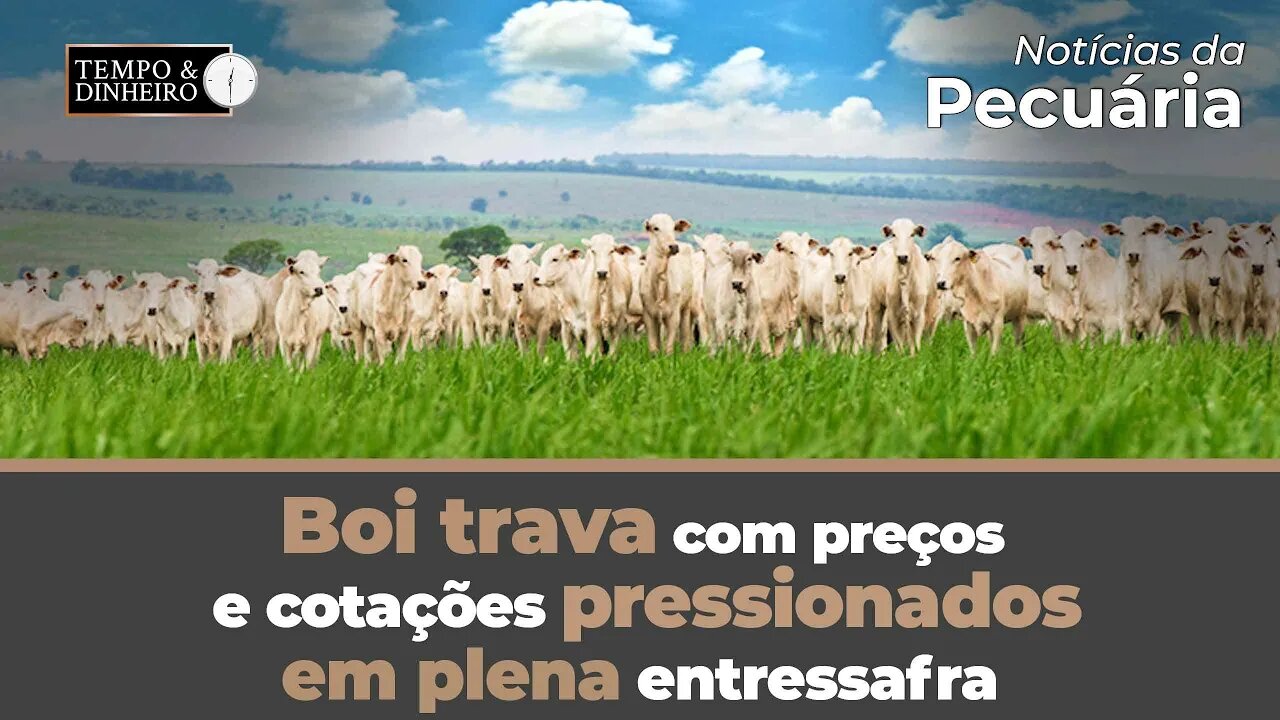 Boi trava com preços e cotações pressionados em plena entressafra. Veja o fechamento de hoje.