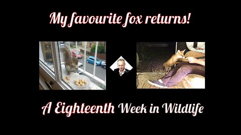 An Eighteenth Week In Wildlife - My Favourite Fox Returns !