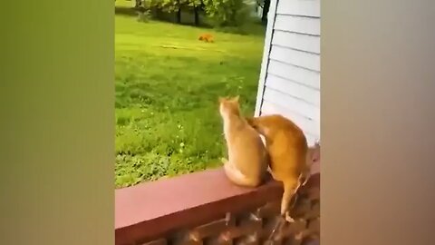 Funny Animals Video 😂🤣🤣😂🤣😂