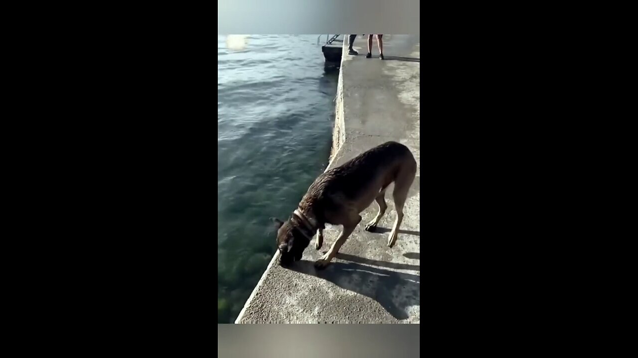dog funny videos 🥰😍😍😍🤣🤣🤣🤣🤣🤣🤣🤣