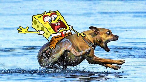 SpongeBob Rides a crazy Dog / funny Cats and Dog's