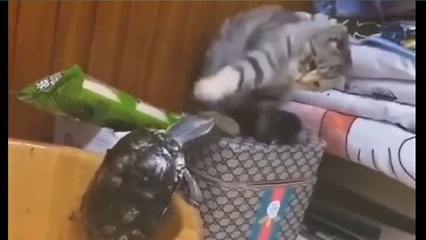 Cat and turtle funny moment