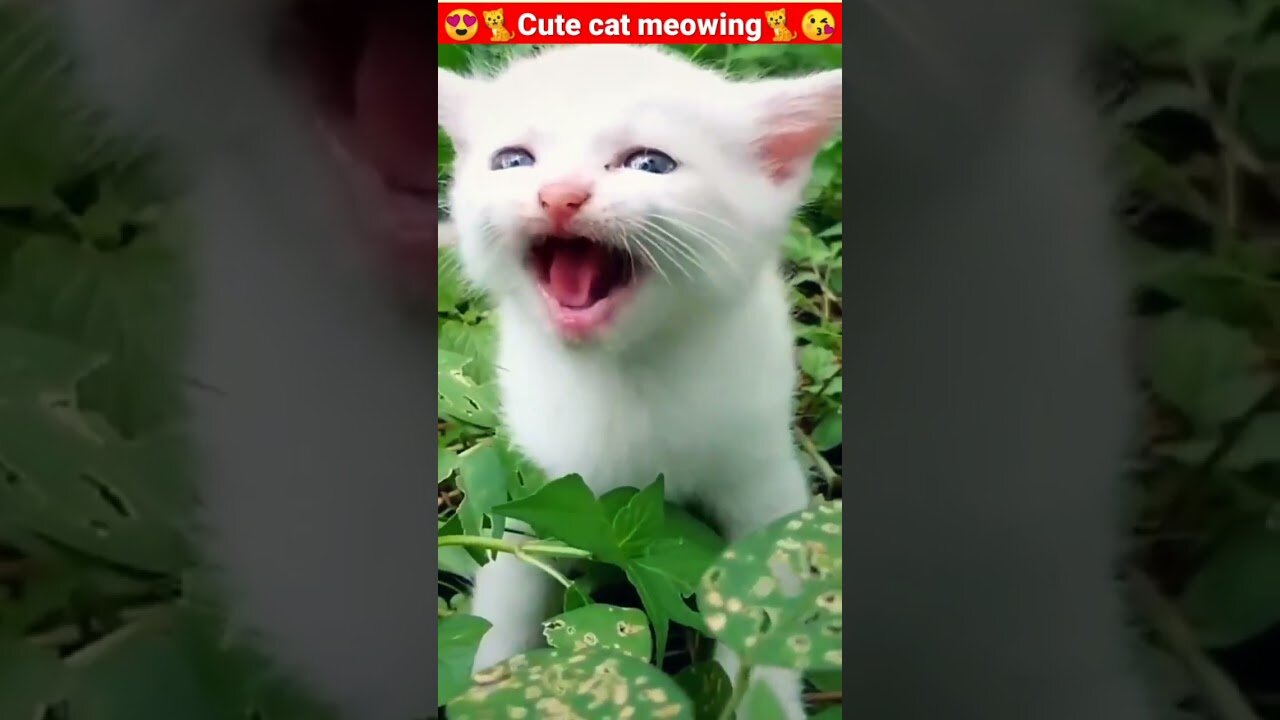 Cat MeowingCat Sound Cute Cat Videos shorts cat cats dog puppy catlover catfunnyshorts