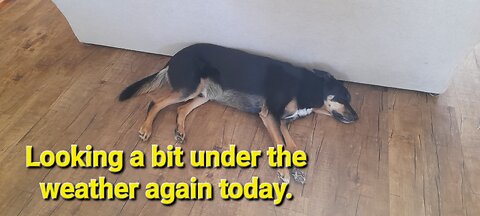 #7. Looking tired again today.