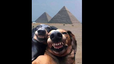 Funny animals 😄