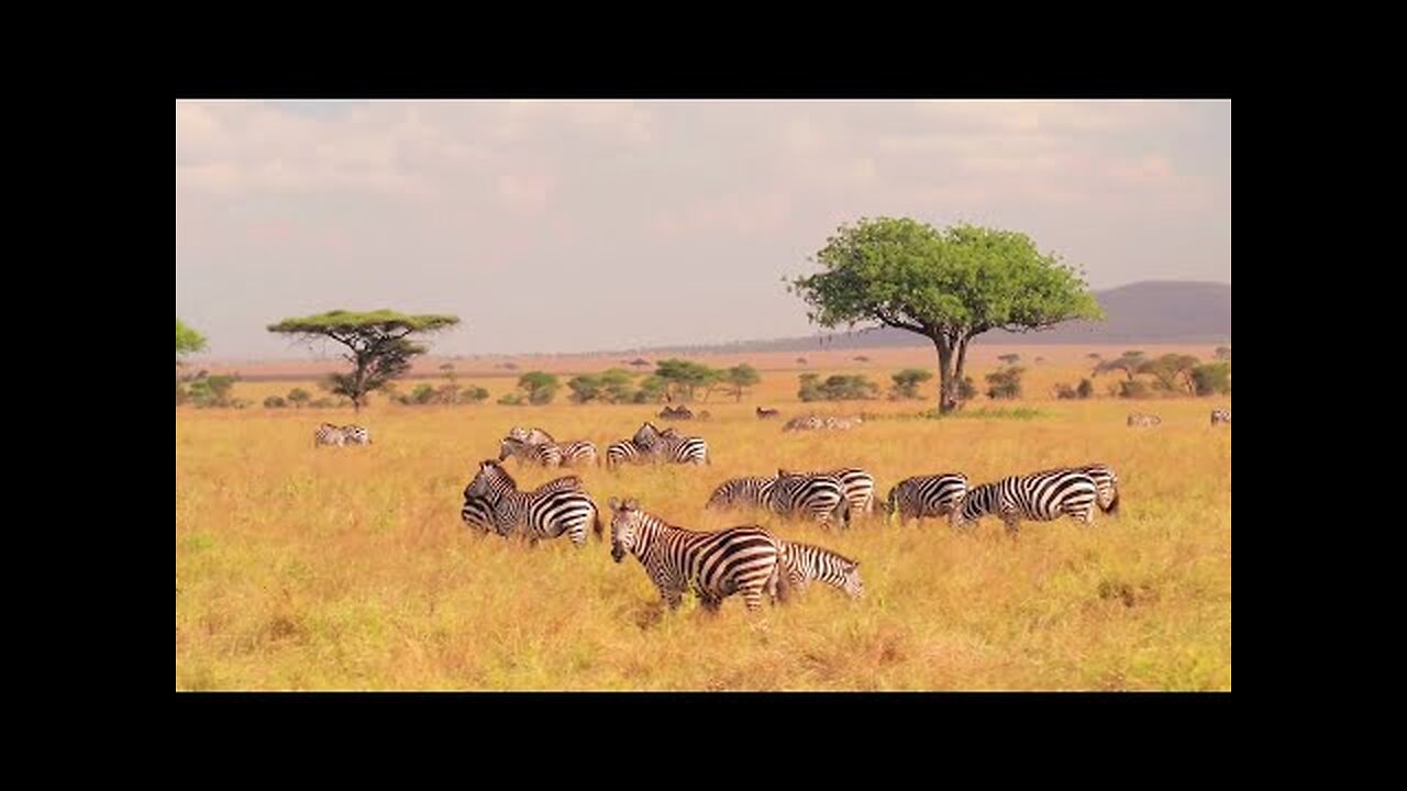 Wildlife Animals | Safari Moments | Forest |