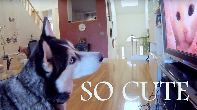 Siberian Husky completely fascinated by wildlife videos