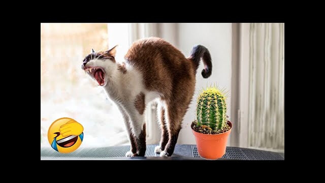 Funny animal videos