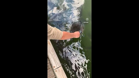 Tarpon Feeding