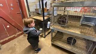 Toddler vs Bunny Rabbit