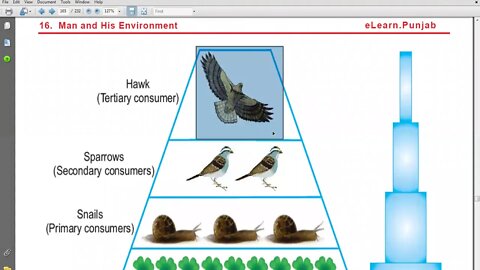 10th Bio Ecological Pyramid