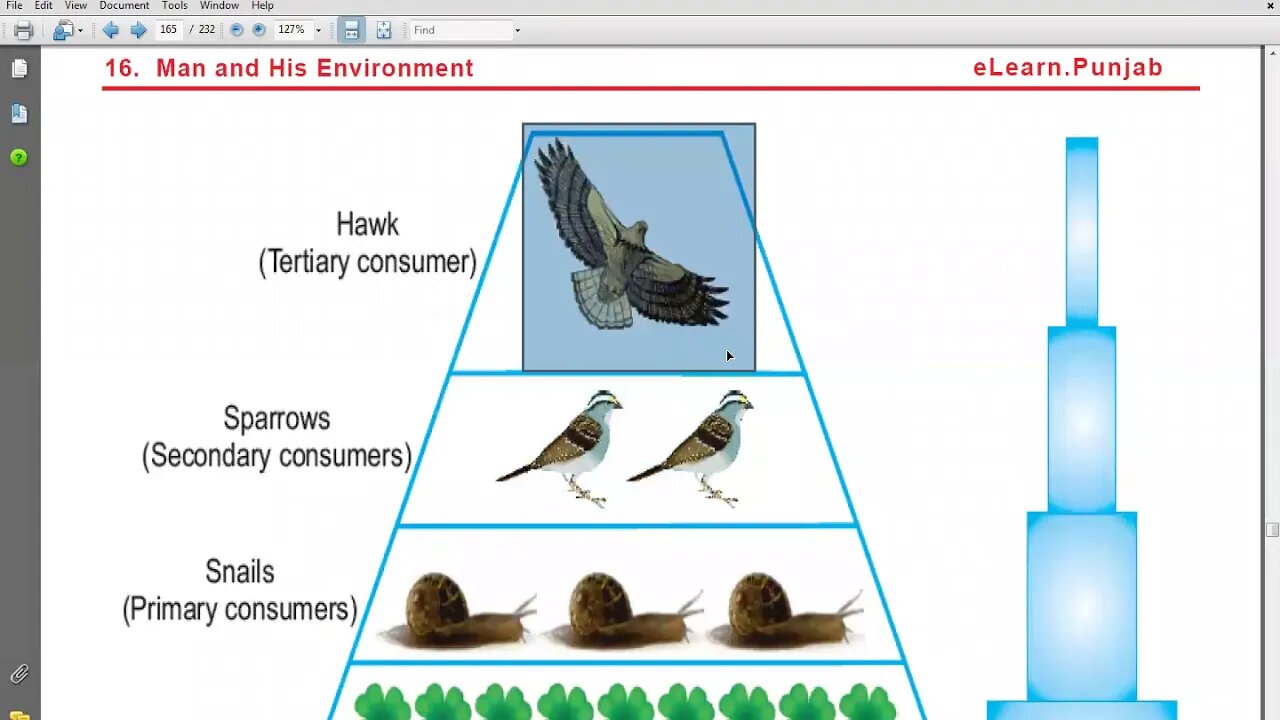 10th Bio Ecological Pyramid