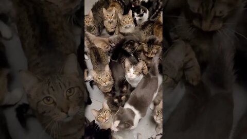 #shorts Смешные Коты Из Тик Тока 30 Funny Cats From TikTok