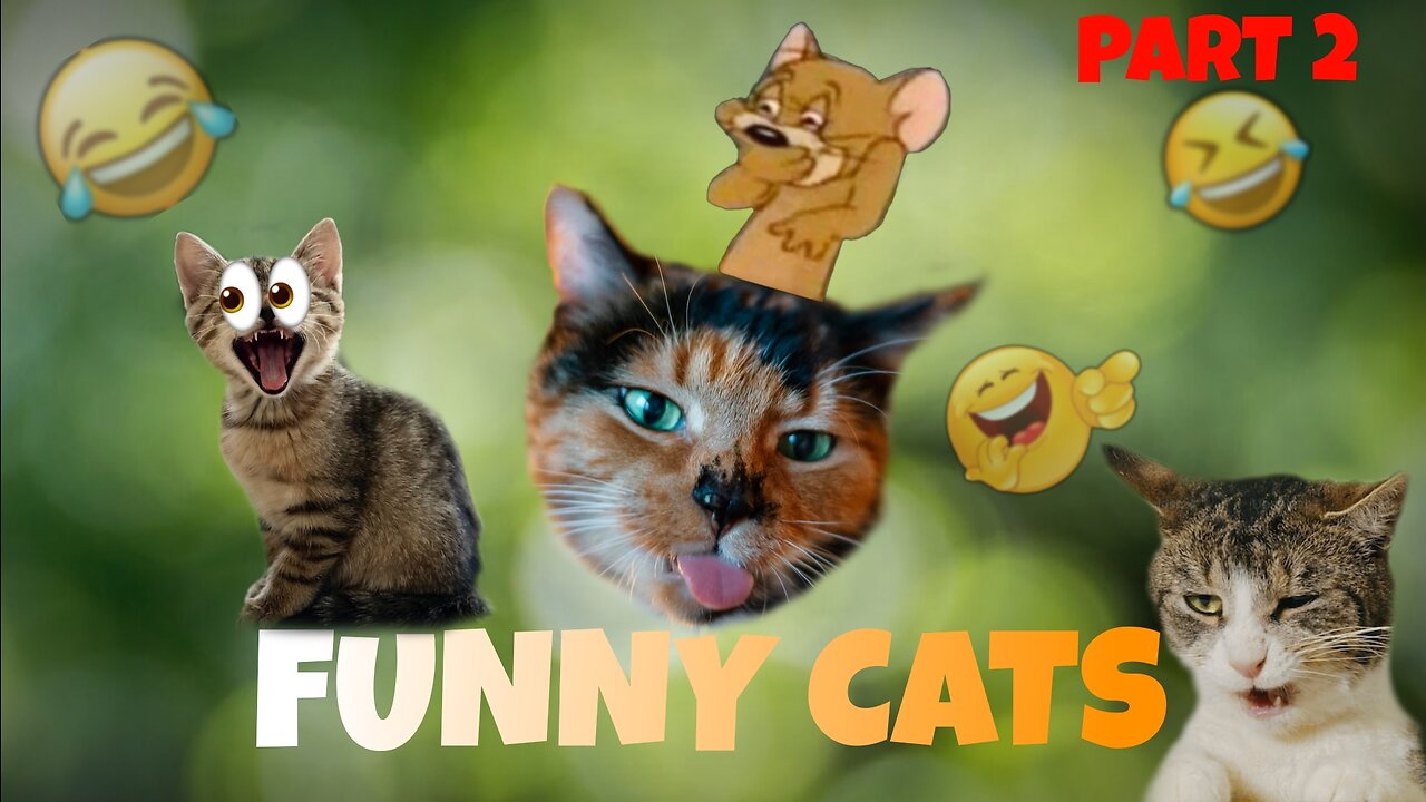 Funny Cats Destroying Sadness