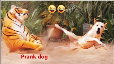 Pranks with dog😂😂😂😂😂😂🤣🤣🤣🤣🤣🤣 very funnyyyy🤣🤣🤣🤣