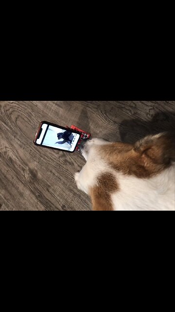 My Dog Sam Watching A Dog Video!