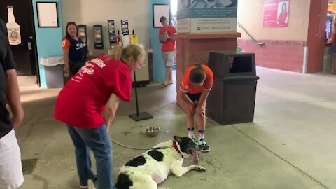 Dog days at Jupiter Hammer Heads game