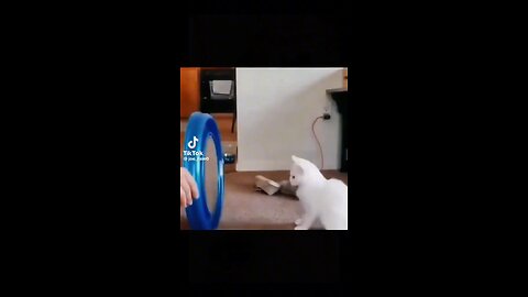 Funny pets video | funny video | short video | cute animal