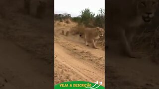 MAMÃE LEOA PASSANDO COM SEUS FILHOTES #shorts #planetaanimalshorts #animals