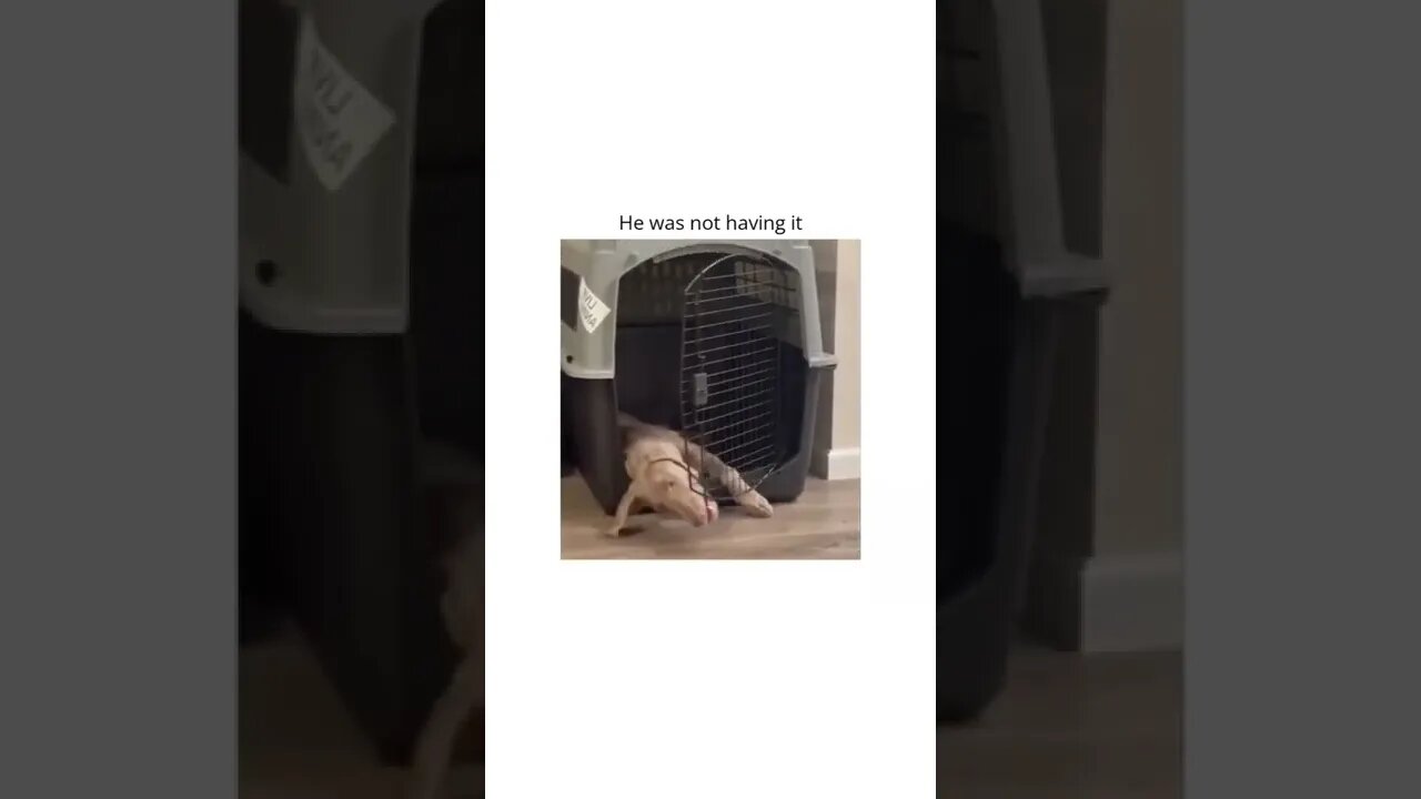 And..yes.. If you're dumb, it hurts 🤕 😂 #shorts #shortsvideo #fy #fyp #notmine #funny #dog