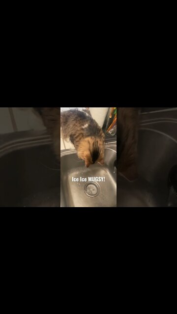 Cat Watches Ice…. MUGSY!