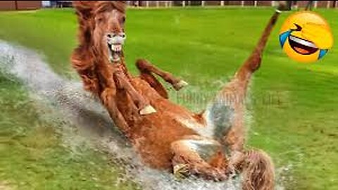 Funny Animal Videos 2023:Cat And Dogs