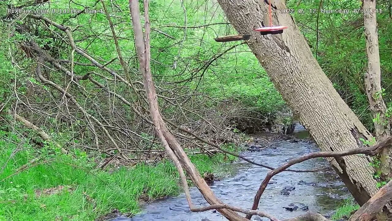 Green heron on Wildlife Cam 1 5/12/2022 (First time visit)