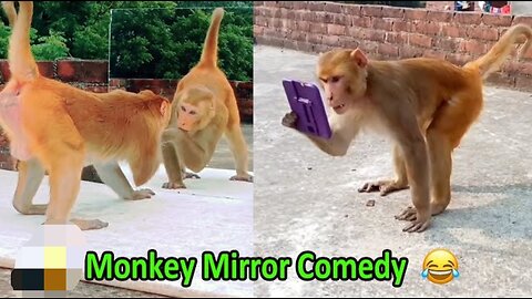 Monkey vs Mirror Comedy Funny