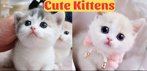 So many cute kittens videos compilation