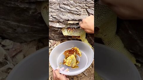 Wild bee honey. For relax