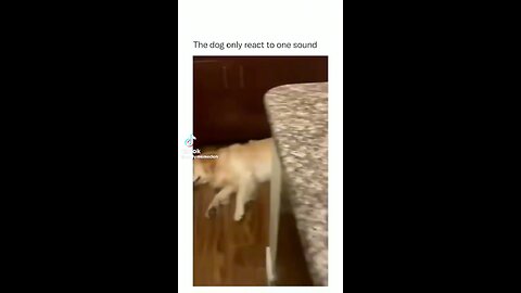 Funny Dog Compilation 😂🤣😂 | Funny | Dog | Entertainment