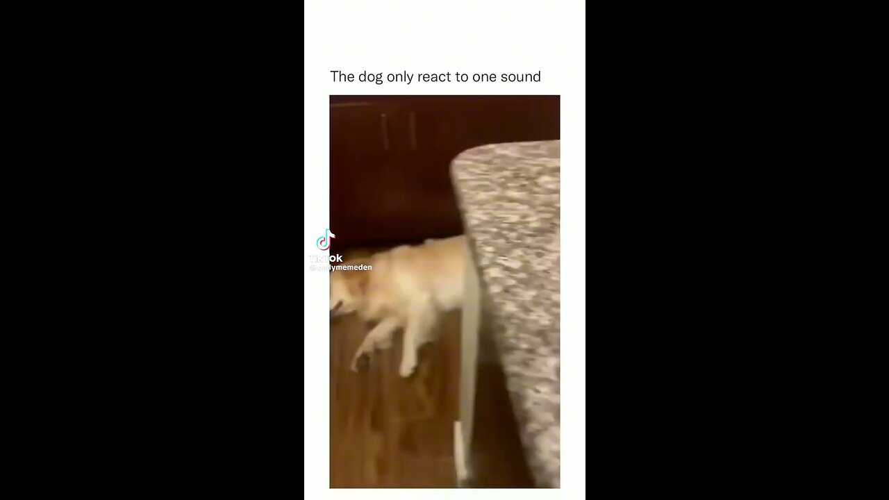 Funny Dog Compilation 😂🤣😂 | Funny | Dog | Entertainment