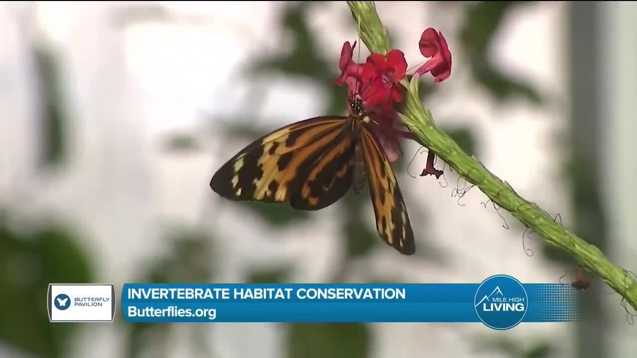 Habitat Conservation // Butterfly Pavilion