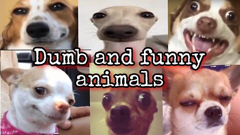 Dumb and funny animals 🤣|| part 2